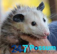 247 Possum Control Perth image 4